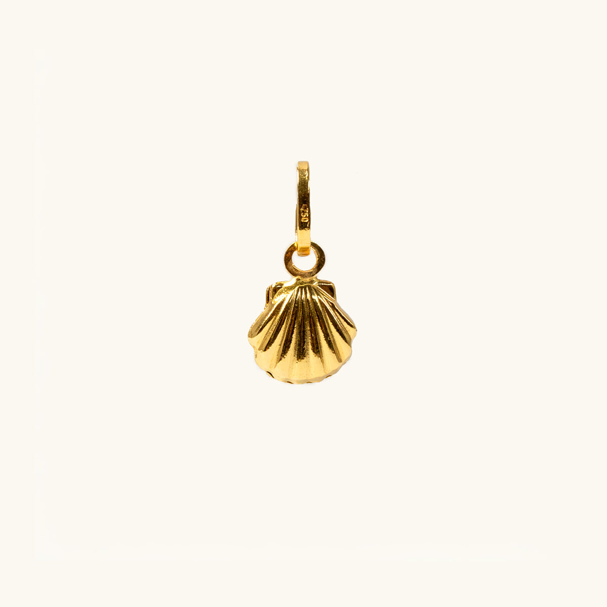 The Seashell